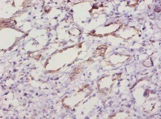 Sod1 Antibody